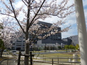 2014年桜