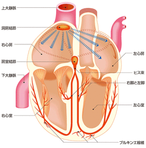 心臓画像