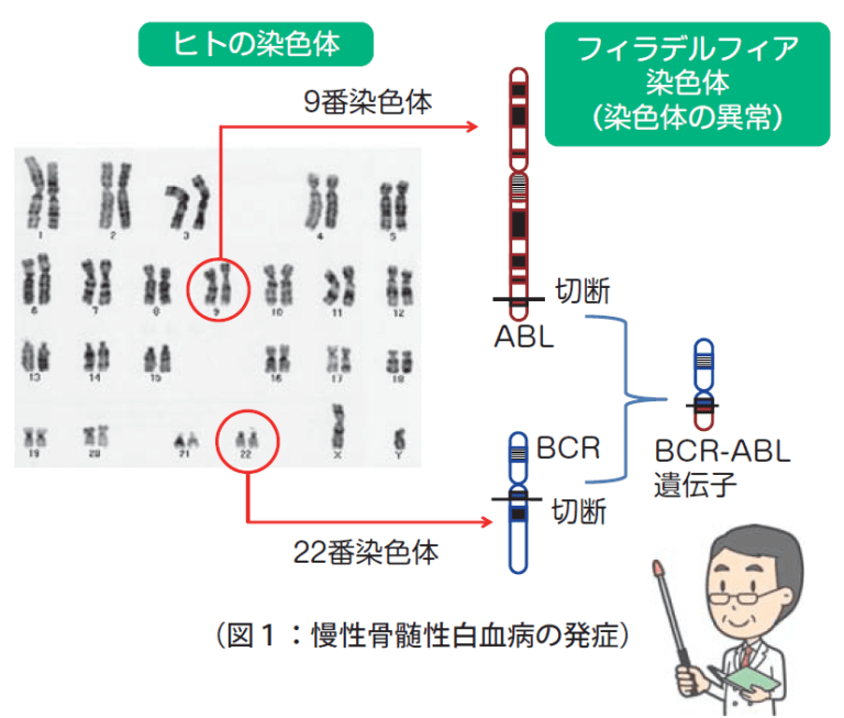 慢性骨髄性白血病に対する分子標的治療① 関西ろうさい病院(兵庫県尼崎市)地域医療支援病院・がん診療連携拠点病院 慢性骨髄性白血病に対する分子標的治療① 関西ろうさい病院(兵庫県尼崎市)地域医療支援病院・がん診療連携拠点病院
