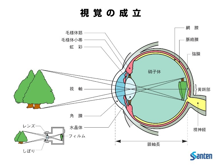 視覚の成立（図1）