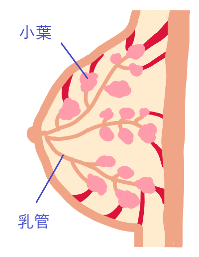 乳房の構造